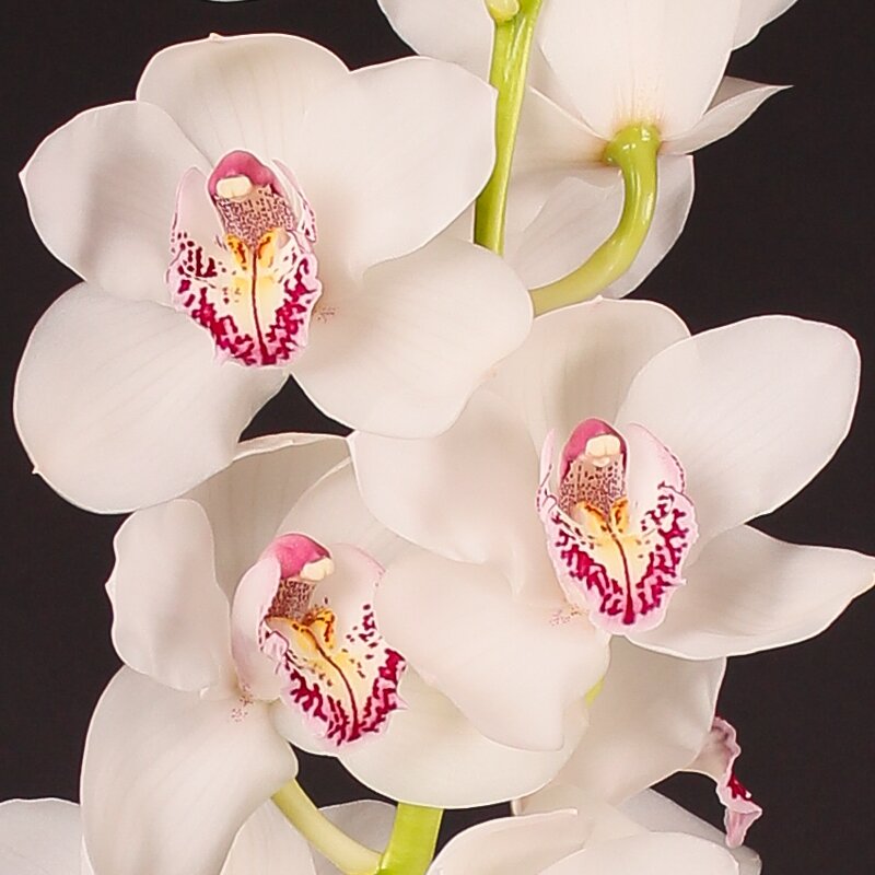 Цветы Орхидеи Купить Интернет Магазин